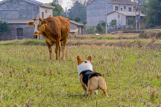 牧牛犬柯基和牛