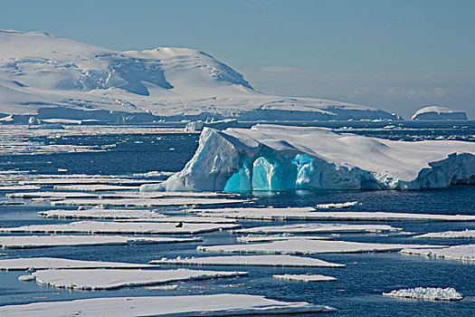 南极,南,圆,靠近,阿德莱德,岛屿,冰山,浮冰