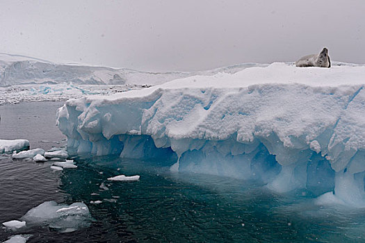 食蝦海豹,门口,南极
