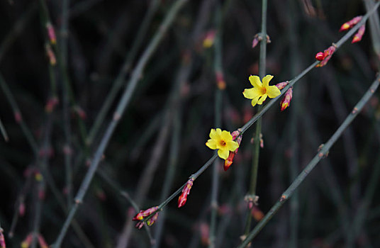 迎春花开