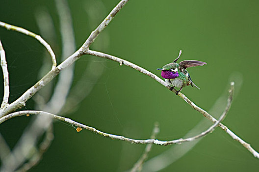 蜂鸟,西部,厄瓜多尔