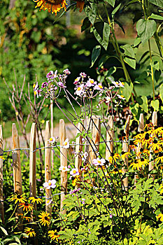 黄雏菊属植物,日本,银莲花,向日葵,靠近,木篱,别墅花园