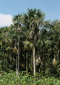 圭亚那,棕榈树