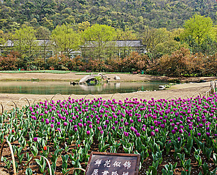 西湖郁金香,太子湾公园