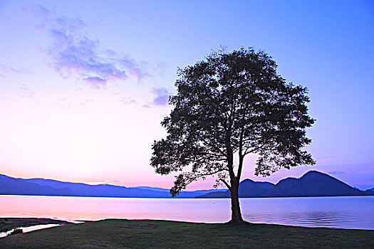 湖,黎明,树