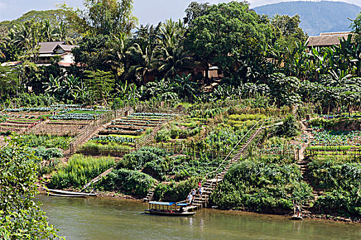 菜园,琅勃拉邦,老挝,印度支那,亚洲