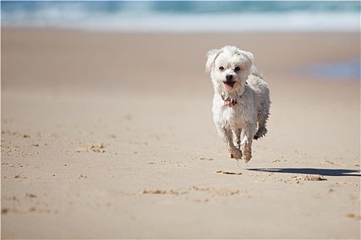 小,可爱,狗,跳跃,沙滩