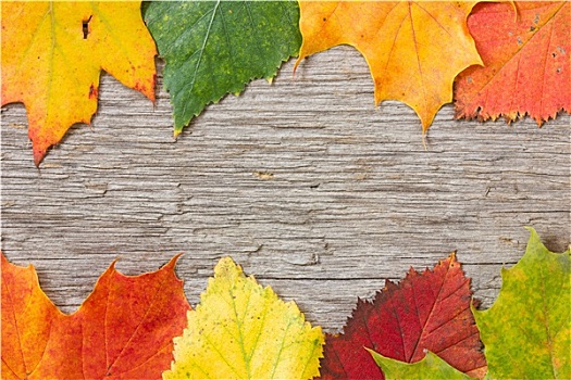 厚木板,彩色,秋叶