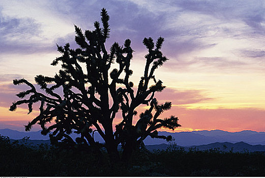 约书亚树,东方,莫哈韦沙漠,国家,景色,区域,加利福尼亚,美国