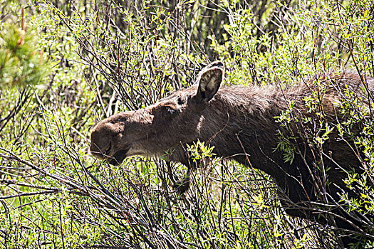 驼鹿,落基山国家公园,科罗拉多,美国