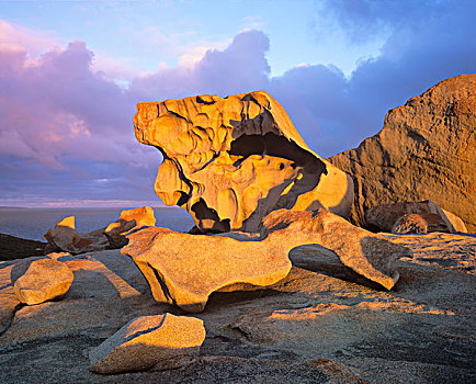 石头,追逐,国家公园,袋鼠,岛屿,澳洲南部,澳大利亚