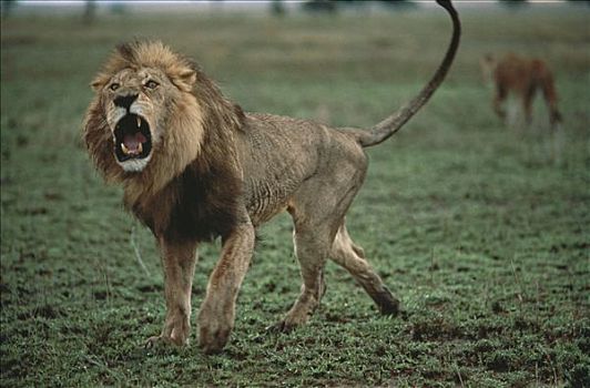 非洲狮,狮子,叫,塞伦盖蒂国家公园,坦桑尼亚