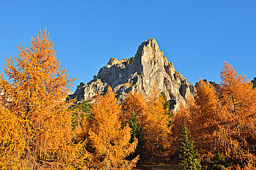 山峰,欧洲落叶松,树,秋叶,白云岩,威尼托,地区,阿尔卑斯山,意大利