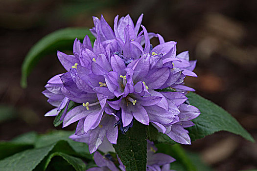 丛生,风铃草,花