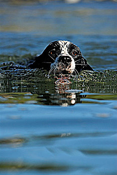 史宾格犬,游泳,湖,靠近,不列颠哥伦比亚省,加拿大
