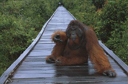 猩猩,黑猩猩,强势,坐,木板路,雨,檀中埠廷国立公园,婆罗洲,马来西亚