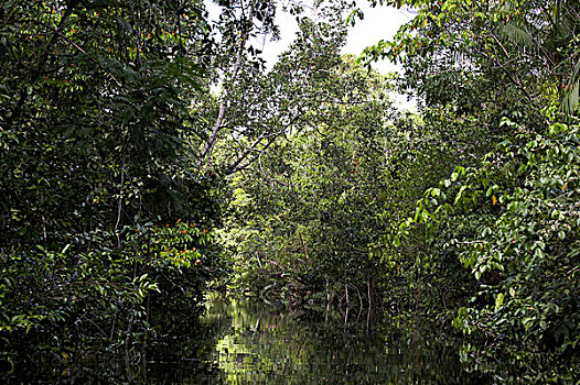 河,树林,三角洲,委内瑞拉