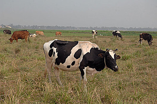 乳牛场,动物,孟加拉,二月,2008年