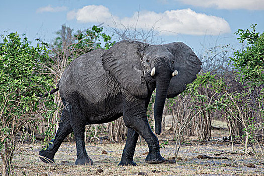 博茨瓦纳,非洲,大象,走,大幅,尺寸