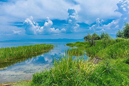 云南大理洱海海舌公园水中的树桩和水草