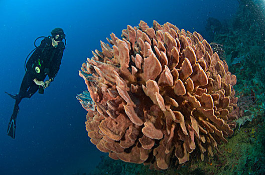 海绵,潜水,巴布亚新几内亚