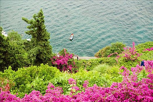 俯拍,花,树,山坡,阿马尔菲海岸,萨勒诺,坎帕尼亚区,意大利