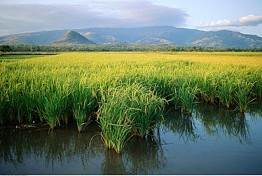 稻田,菲律宾