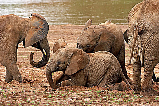 非洲象,幼兽,灰尘,沐浴,马赛马拉,公园,肯尼亚