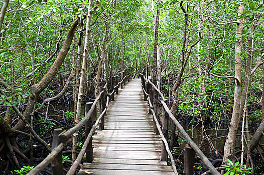 木质,步行桥,红树,树林,国家公园,桑给巴尔岛,坦桑尼亚,非洲