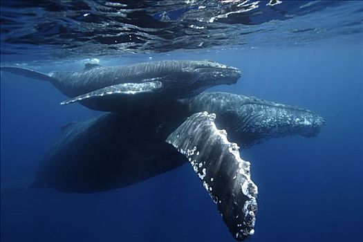 驼背鲸,大翅鲸属,鲸鱼,岛屿,日本