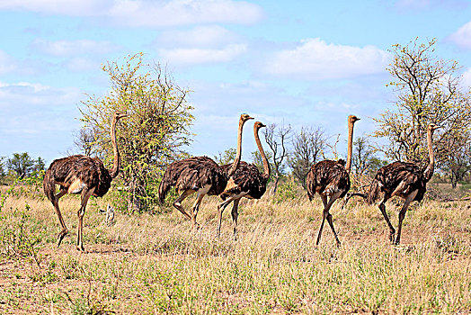 南非,鸵鸟,鸵鸟属,骆驼,成年,群,女性,跑,克鲁格国家公园,非洲