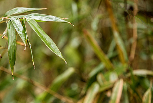 雨水节气