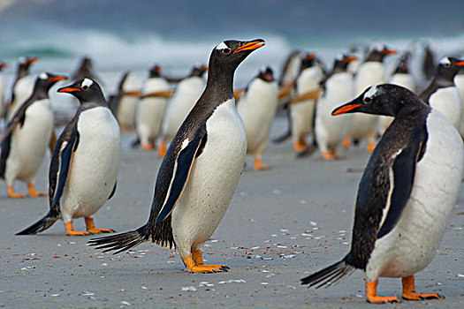 福克兰群岛,岛屿,巴布亚企鹅,走,海滩