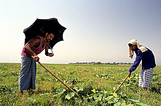 湿地,耕地,陆地,干燥,季节,农民,生长,南瓜,孟加拉
