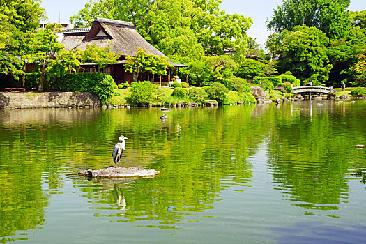 苍鹭,花园,春天,熊本,日本