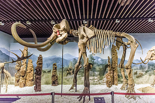 南京博物院内猛犸象骨架长毛象化石