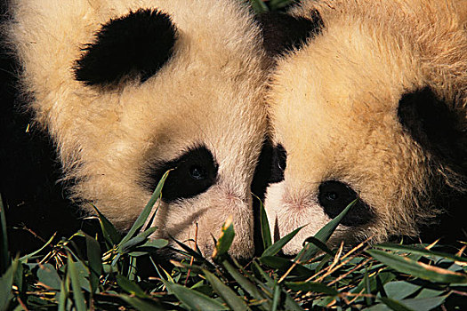 两个,熊猫,幼兽,一起,卧龙,四川,中国