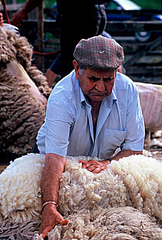 农民,羊毛