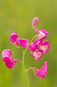 香豌豆花