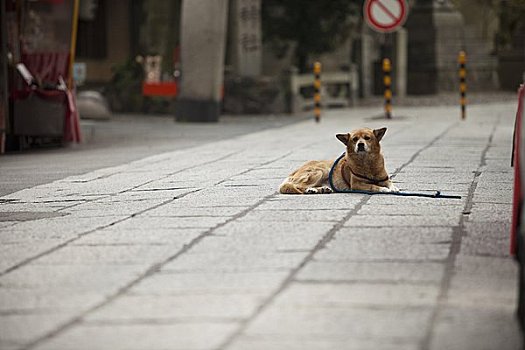 狗,京都,京都府,关西地区,本州,日本