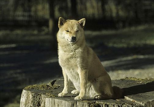 柴犬,狗,坐,树桩