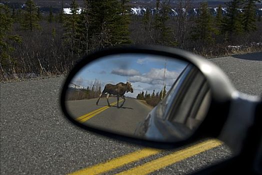 驼鹿,风景,侧视镜,德纳里峰国家公园,阿拉斯加,早春