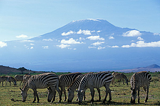 非洲,肯尼亚,安伯塞利国家公园,牧群,平原斑马,斑马,进食,热带草原,靠近,脚,乞力马扎罗山