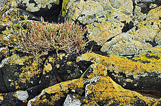 苔藓,岩石上,圆形,头部,塔斯马尼亚,澳大利亚