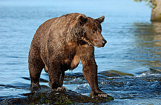 褐色,熊,看,鱼,阿拉斯加,美国