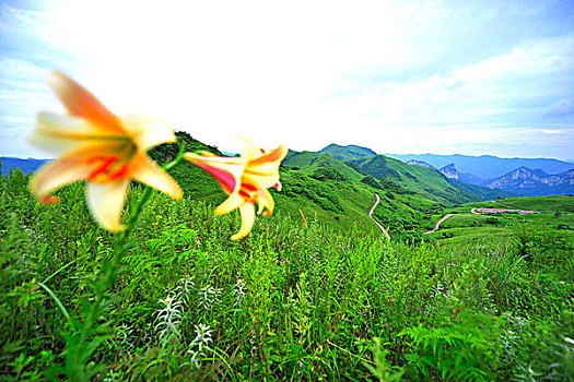 动感的山花