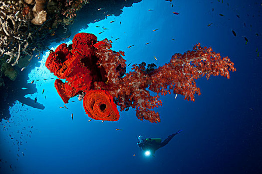 潜水,看,鲜明,红色,软珊瑚,海绵,悬挂,洞穴