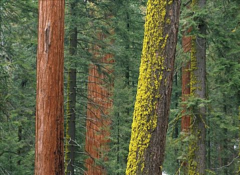 巨杉,苔藓,树干,红杉国家公园,加利福尼亚