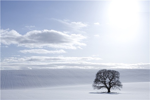 树,雪地