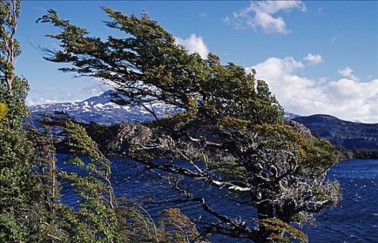 风,树,山丘,托雷德裴恩国家公园,巴塔哥尼亚,智利